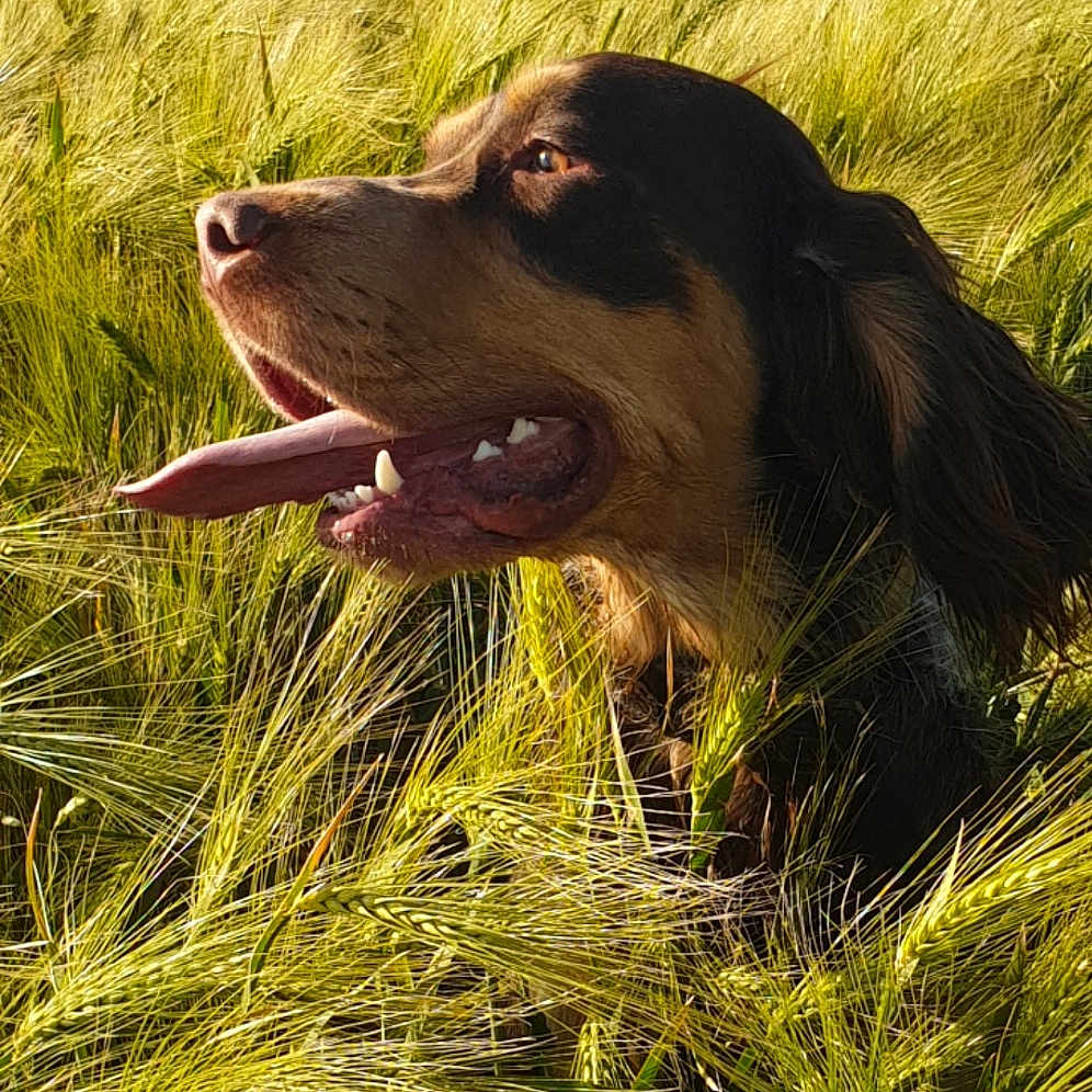 Onyx Du Bois De La Lyre