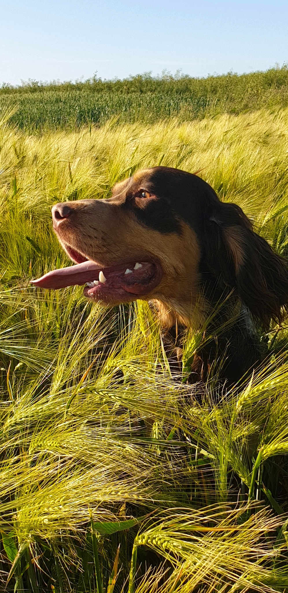 Onyx Du Bois De La Lyre