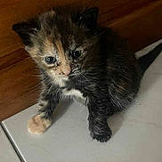 Moka participe au concours pour gagner de l'argent avec cette photo : kitten, cat, tortoiseshell, floor, tile, wood, curious, small, pet, animal, fur, whiskers, paw, indoor, cute, young, domestic, mammal, feline, sitting