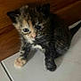 kitten, cat, tortoiseshell, floor, tile, wood, curious, small, pet, animal, fur, whiskers, paw, indoor, cute, young, domestic, mammal, feline, sitting