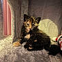 Moka participe au concours pour gagner de l'argent avec cette photo : kitten, cat, tortoiseshell, feline, pet, cute, young, fur, indoor, cozy, plush, toy, animal, resting, curious, soft, cat_tree, small, domestic, companion
