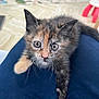 Moka participe au concours pour gagner de l'argent avec cette photo : kitten, cat, tortoiseshell, pet, cute, indoor, animal, young, whiskers, fur, climbing, curious, eyes, closeup, legs, soft, domestic, feline, playful, cozy