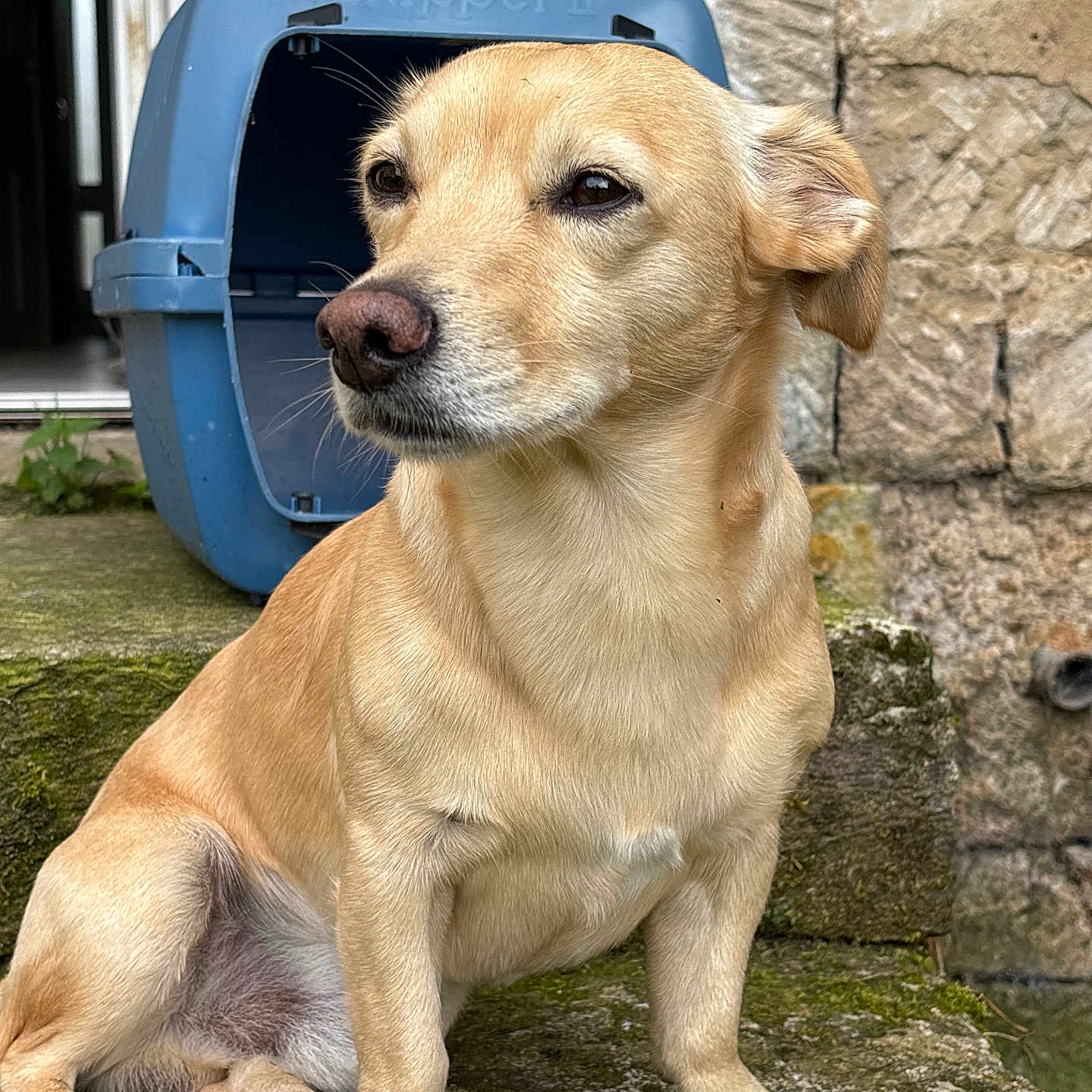 Milo participe au concours pour gagner de l'argent avec cette photo : animal, blue_pet_carrier, canine, closeup, daylight, dog, domestic, ears, fur, moss, muzzle, nose, outdoor, paws, pet, portrait, sitting, step, stone, watching