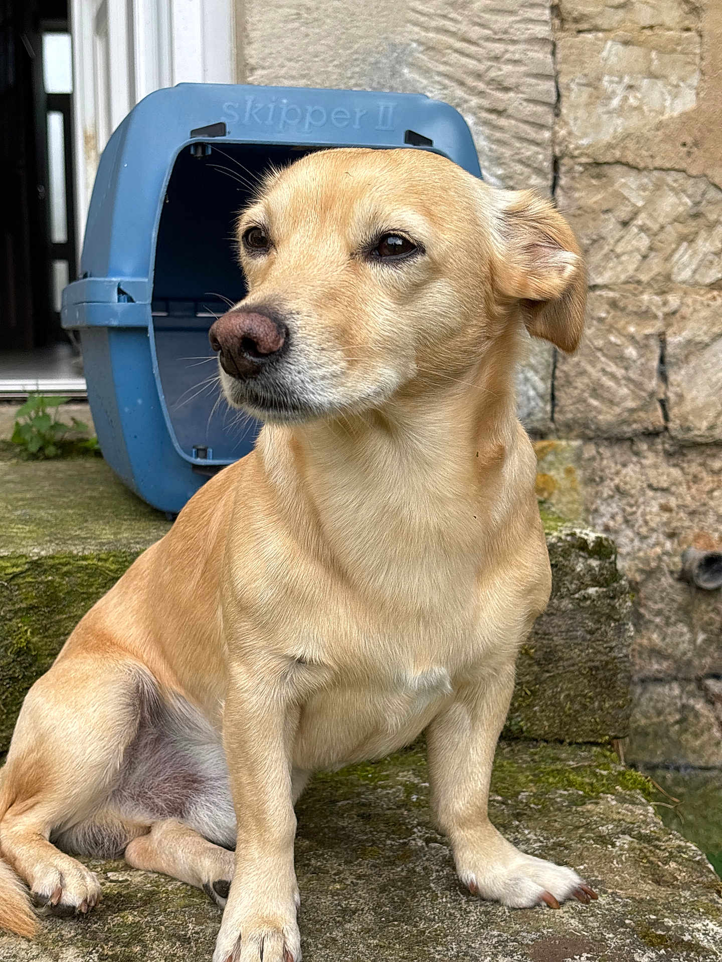 Milo participe au concours pour gagner de l'argent avec cette photo : dog, canine, pet, outdoor, stone, moss, step, blue_pet_carrier, animal, fur, ears, nose, paws, sitting, muzzle, watching, daylight, closeup, portrait, domestic