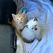 Tiger And Allie is registered to the contest to win money with this photo: kitten, cat, orange_kitten, white_kitten, box, blanket, toy, pet, animal, fur, cute, small, indoor, cozy, resting, young, blue_eyes, playful, domestic_cat, feline