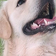 Achilles a rejoint le concours — aidez-le/la à gagner de superbes lots ! dog, golden_retriever, pet, animal, canine, fur, mouth_open, teeth, tongue, grass, outdoor, happy, looking_up, close_up, portrait, fluffy, nature, cute, friendly, smiling