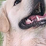 dog, golden_retriever, pet, animal, canine, fur, mouth_open, teeth, tongue, grass, outdoor, happy, looking_up, close_up, portrait, fluffy, nature, cute, friendly, smiling