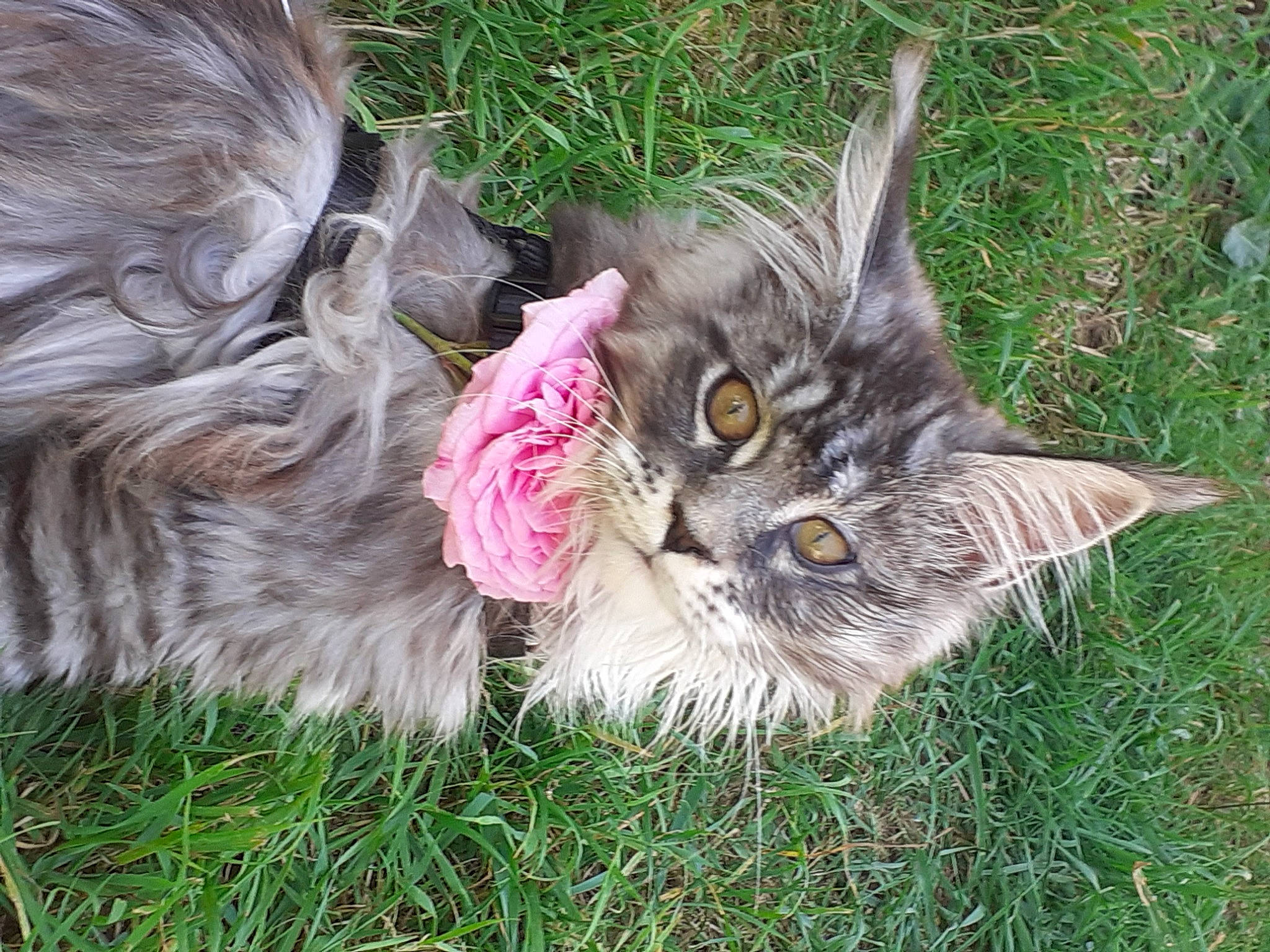 Hermès a rejoint le concours — aidez-le/la à gagner de superbes lots ! carnivore, cat, claw, domestic_short_haired_cat, fawn, felidae, flowering_plant, fur, grass, groundcover, lawn, lawn_ornament, mammal, plant, small_to_medium_sized_cats, snout, tail, terrestrial_animal, vertebrate, whiskers
