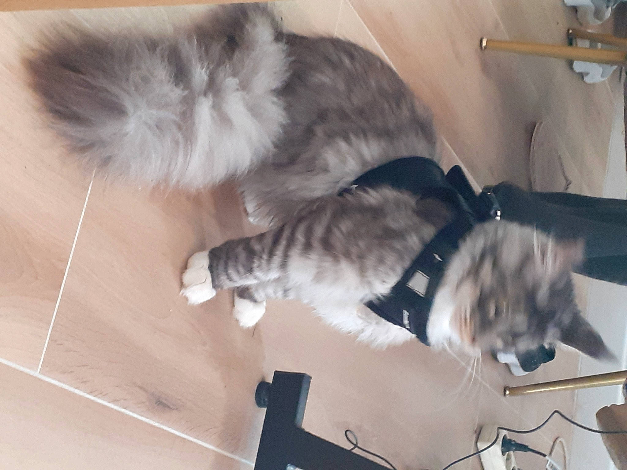 Hermès participe au concours pour gagner de l'argent avec cette photo : canidae, carnivore, cat, claw, comfort, companion_dog, dog_breed, domestic_short_haired_cat, felidae, fur, grey, paw, small_to_medium_sized_cats, sporting_group, tail, whiskers