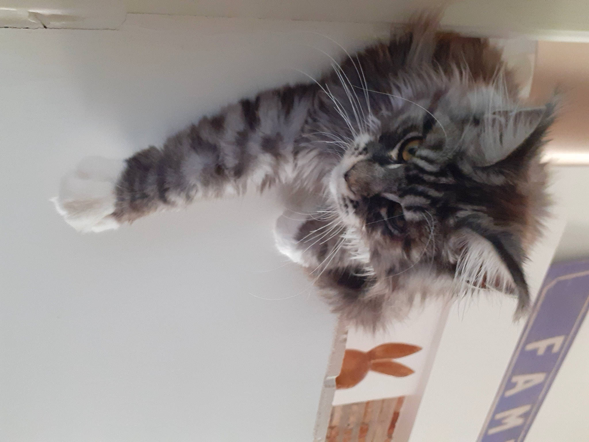 Hermès participe au concours pour gagner de l'argent avec cette photo : carnivore, cat, claw, domestic_short_haired_cat, felidae, fur, grey, maine_coon, monochrome, monochrome_photography, paw, small_to_medium_sized_cats, snout, tail, whiskers