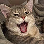 cat, tabby, yawn, tongue, whiskers, ears, fur, pet, feline, close_up, portrait, mouth_open, sleepy, cute, indoor, blanket, cozy, nose, teeth, bed