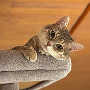 Hajimi a rejoint le concours — aidez-le/la à gagner de superbes lots ! cat, cat_tree, close_up, cozy, curious, ear, eye, feline, fur, hardwood_floor, household, indoor, looking_up, paw, pet, plush, portrait, soft_texture, tabby_cat, whiskers