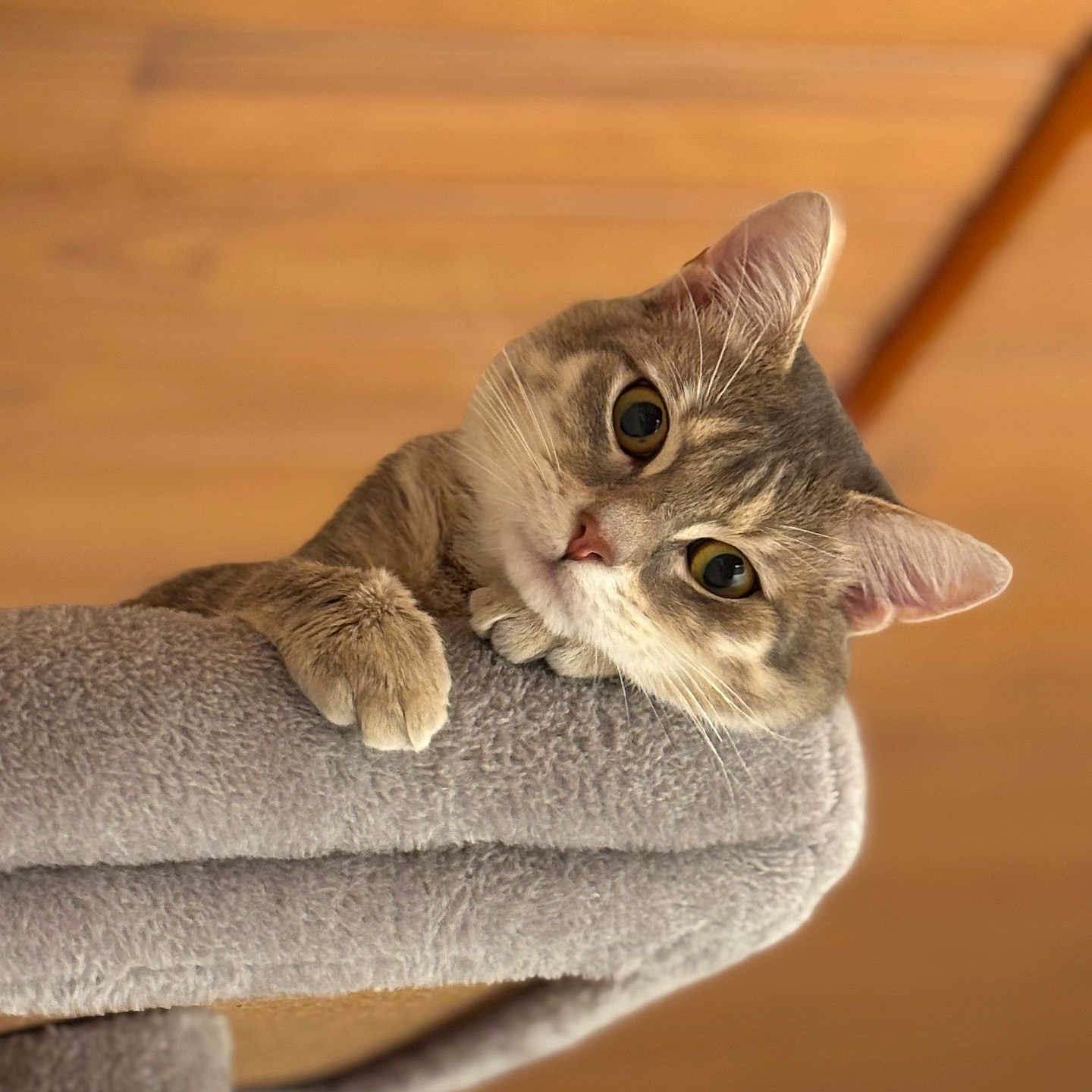 Hajimi a rejoint le concours — aidez-le/la à gagner de superbes lots ! cat, cat_tree, close_up, cozy, curious, ear, eye, feline, fur, hardwood_floor, household, indoor, looking_up, paw, pet, plush, portrait, soft_texture, tabby_cat, whiskers