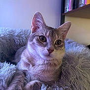 Hajimi a rejoint le concours — aidez-le/la à gagner de superbes lots ! cat, feline, pet, cozy, blanket, fur, whiskers, ears, eyes, paw, indoor, close_up, portrait, curious, cat_bed, soft_texture, shelf, container, relaxed, cute