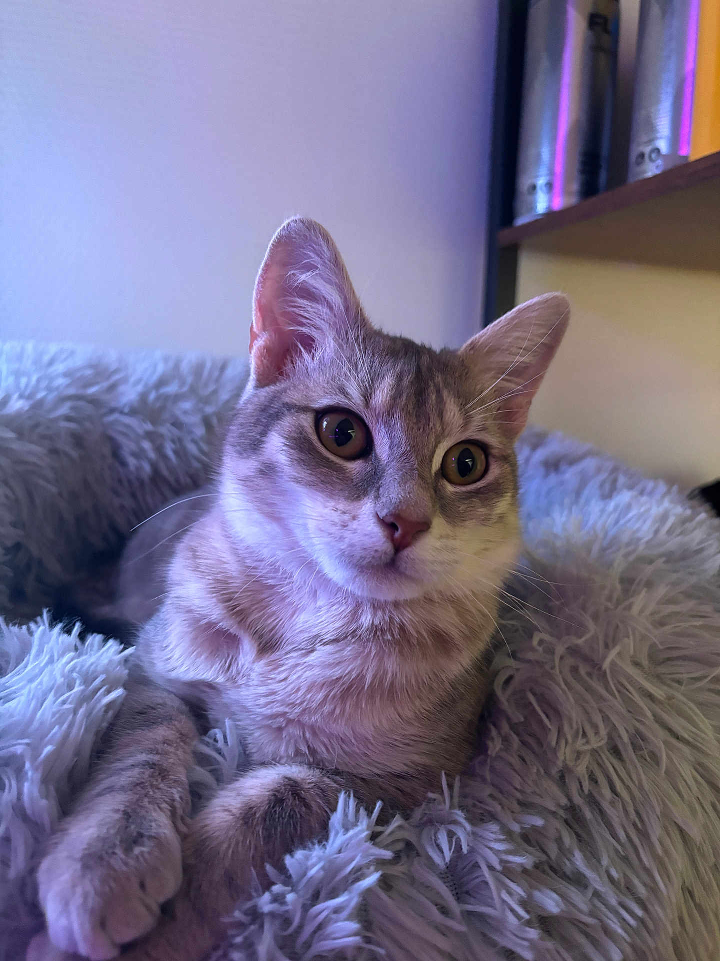 Hajimi a rejoint le concours — aidez-le/la à gagner de superbes lots ! cat, feline, pet, cozy, blanket, fur, whiskers, ears, eyes, paw, indoor, close_up, portrait, curious, cat_bed, soft_texture, shelf, container, relaxed, cute