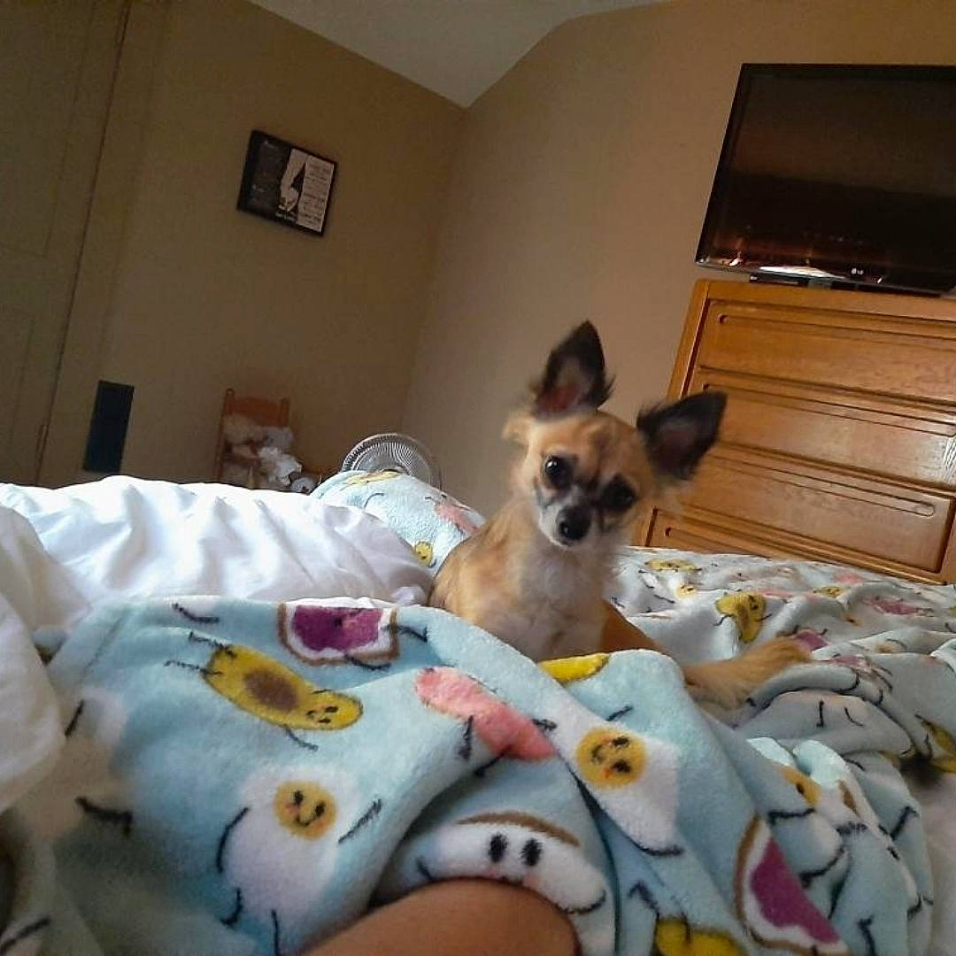 Dak joined the competition — help win amazing prizes! bed, bed_sheet, bedding, canidae, carnivore, chihuahua, comfort, companion_dog, dog, dog_breed, dog_supply, fawn, flooring, fur, furniture, home_appliance, linens, room, sporting_group, toy_dog