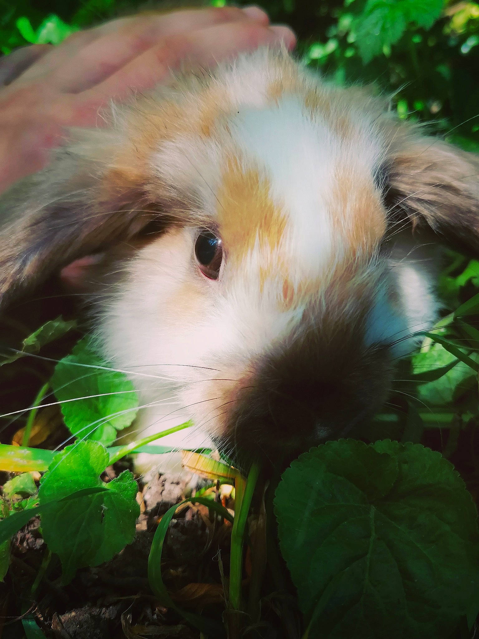 Gimli participe au concours pour gagner de l'argent avec cette photo : angora_rabbit, fawn, grass, guinea_pig, plant, rabbit, rabbits_and_hares, rodent