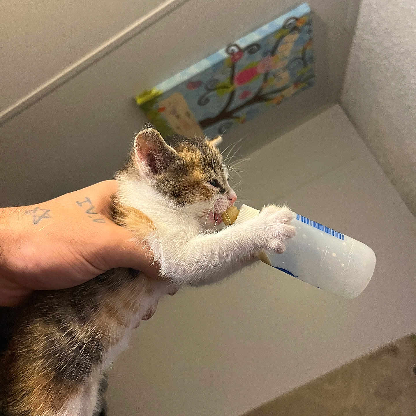 Nala joined the competition — help win amazing prizes! animal, bottle_feeding, brown, cat, ceiling, claws, cute, domestic, feeding, fur, hand, holding, human, indoor, kitten, painting, pink_nose, tattoo, white, young_animal