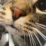 Mj The Cat joined the competition — help win amazing prizes! cat, close_up, whiskers, nose, fur, eyes, tabby, pet, animal, face, curious, indoor, feline, macro, portrait, cute, mammal, domestic, close_range, soft_focus