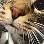 cat, close_up, whiskers, nose, fur, eyes, tabby, pet, animal, face, curious, indoor, feline, macro, portrait, cute, mammal, domestic, close_range, soft_focus