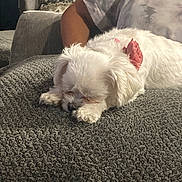 Joy joined the competition — help win amazing prizes! animal, blanket, bow, companion, cozy, cute, dog, fabric, furry, gray_blanket, home, human_arm, indoor, pet, relaxing, resting, sleeping, small_dog, texture, white_dog