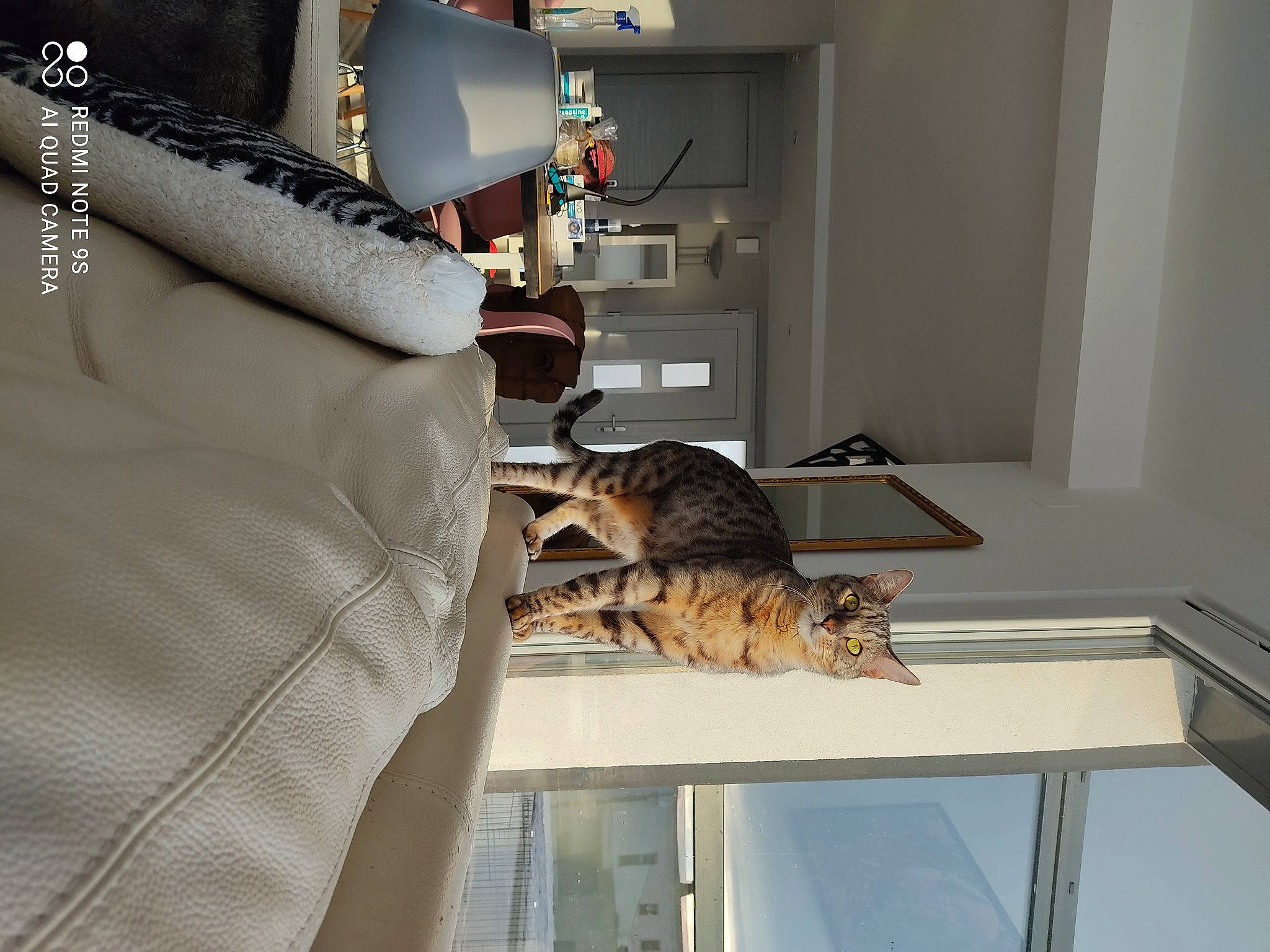 Mistral a rejoint le concours — aidez-le/la à gagner de superbes lots ! carnivore, cat, comfort, couch, felidae, floor, flooring, fur, furniture, hardwood, interior_design, mammal, pillow, room, small_to_medium_sized_cats, table, tail, vertebrate, whiskers, wood