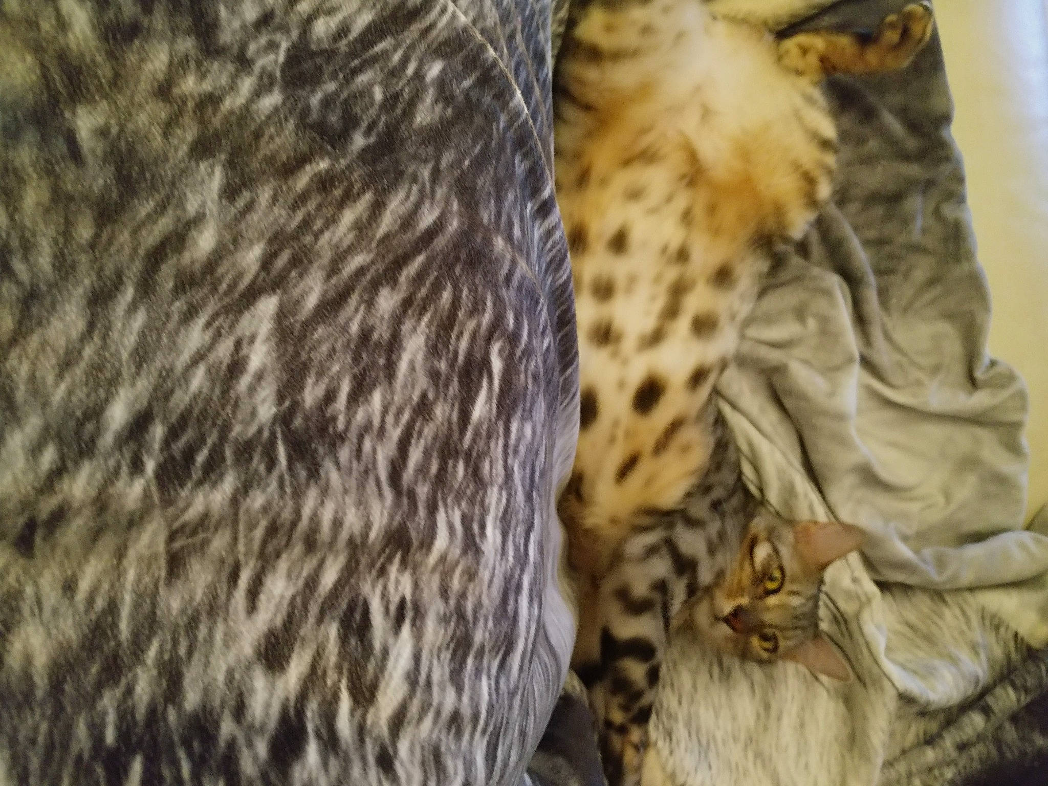 Mistral participe au concours pour gagner de l'argent avec cette photo : big_cats, carnivore, claw, fawn, felidae, fur, leopard, natural_material, pattern, snout, terrestrial_animal, whiskers, wildlife, zoo