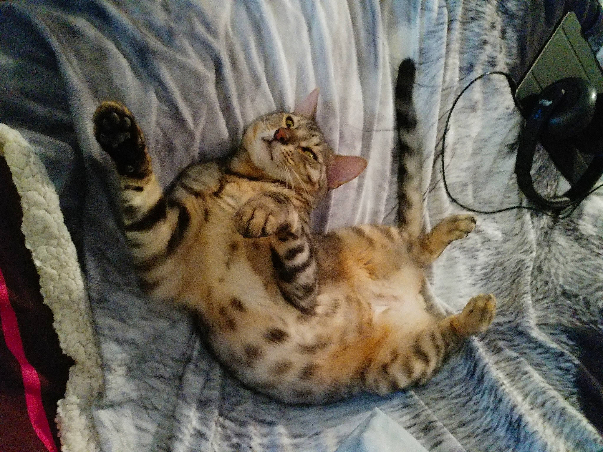 Mistral participe au concours pour gagner de l'argent avec cette photo : carnivore, cat, cat_bed, claw, comfort, domestic_short_haired_cat, fawn, felidae, fur, linens, mechanical_fan, nap, paw, small_to_medium_sized_cats, snout, tail, terrestrial_animal, tree, whiskers, wildlife