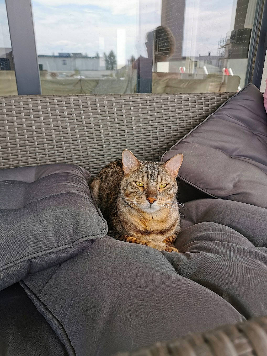 Mistral participe au concours pour gagner de l'argent avec cette photo : carnivore, cat, comfort, fawn, felidae, floor, flooring, fur, grey, mammal, plant, road_surface, sky, small_to_medium_sized_cats, tail, textile, tree, whiskers, window, wood