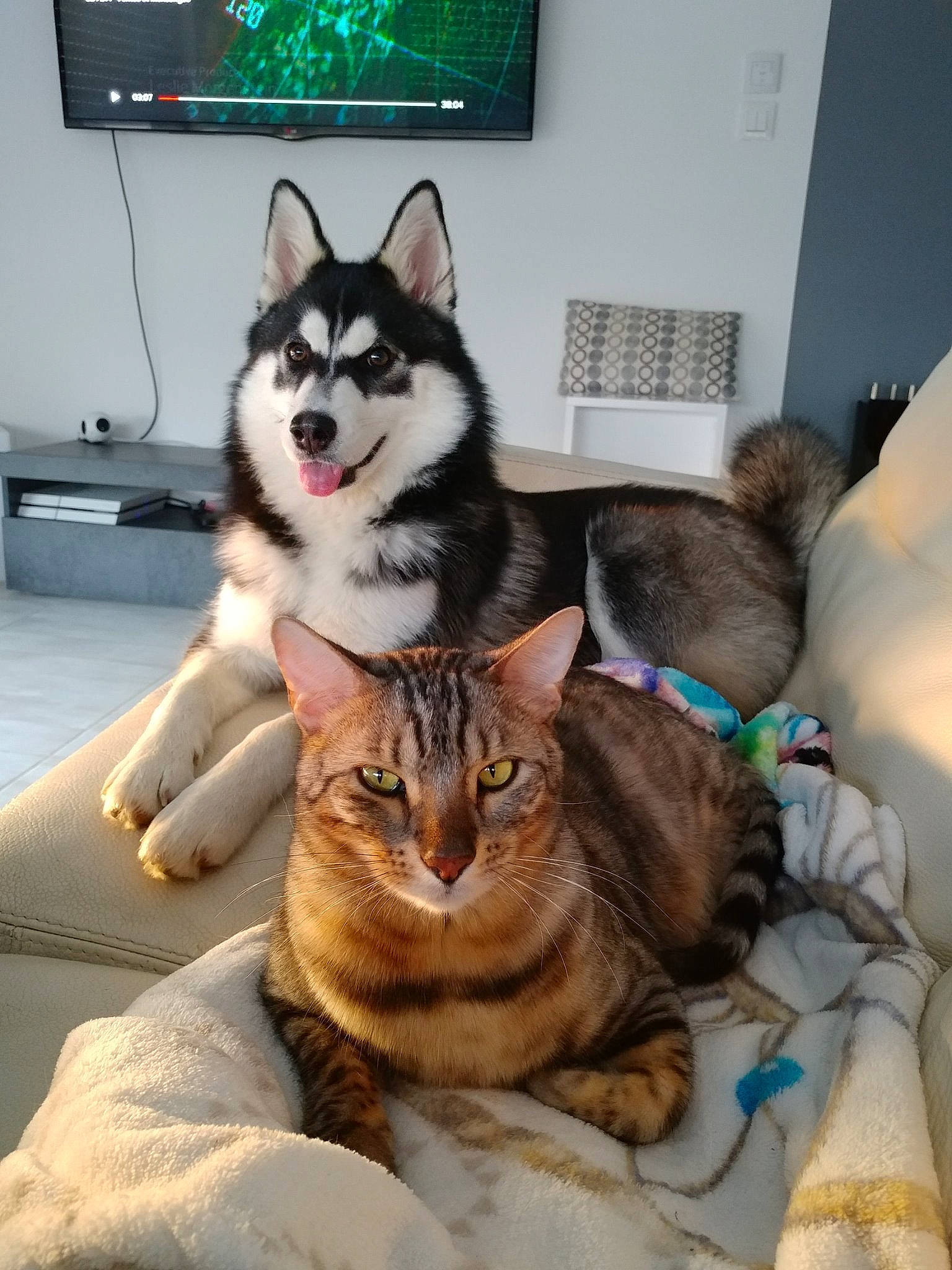 Pixy participe au concours pour gagner de l'argent avec cette photo : alaskan_klee_kai, alaskan_malamute, canidae, carnivore, cat, dog, dog_breed, felidae, mammal, miniature_siberian_husky, native_american_indian_dog, sakhalin_husky, siberian_husky, sled_dog, small_to_medium_sized_cats, sporting_group, tamaskan_dog, vertebrate, whiskers, wolfdog