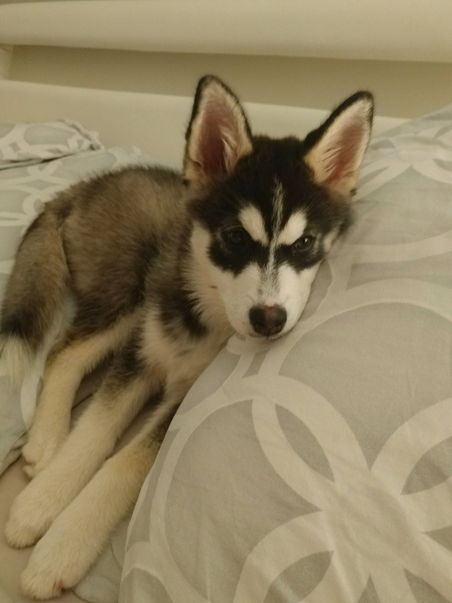 Pixy a rejoint le concours — aidez-le/la à gagner de superbes lots ! alaskan_klee_kai, alaskan_malamute, canadian_eskimo_dog, canidae, carnivore, dog, dog_breed, mammal, miniature_siberian_husky, native_american_indian_dog, northern_inuit_dog, puppy, saarloos_wolfdog, sakhalin_husky, siberian_husky, sled_dog, snout, tamaskan_dog, vertebrate, wolfdog