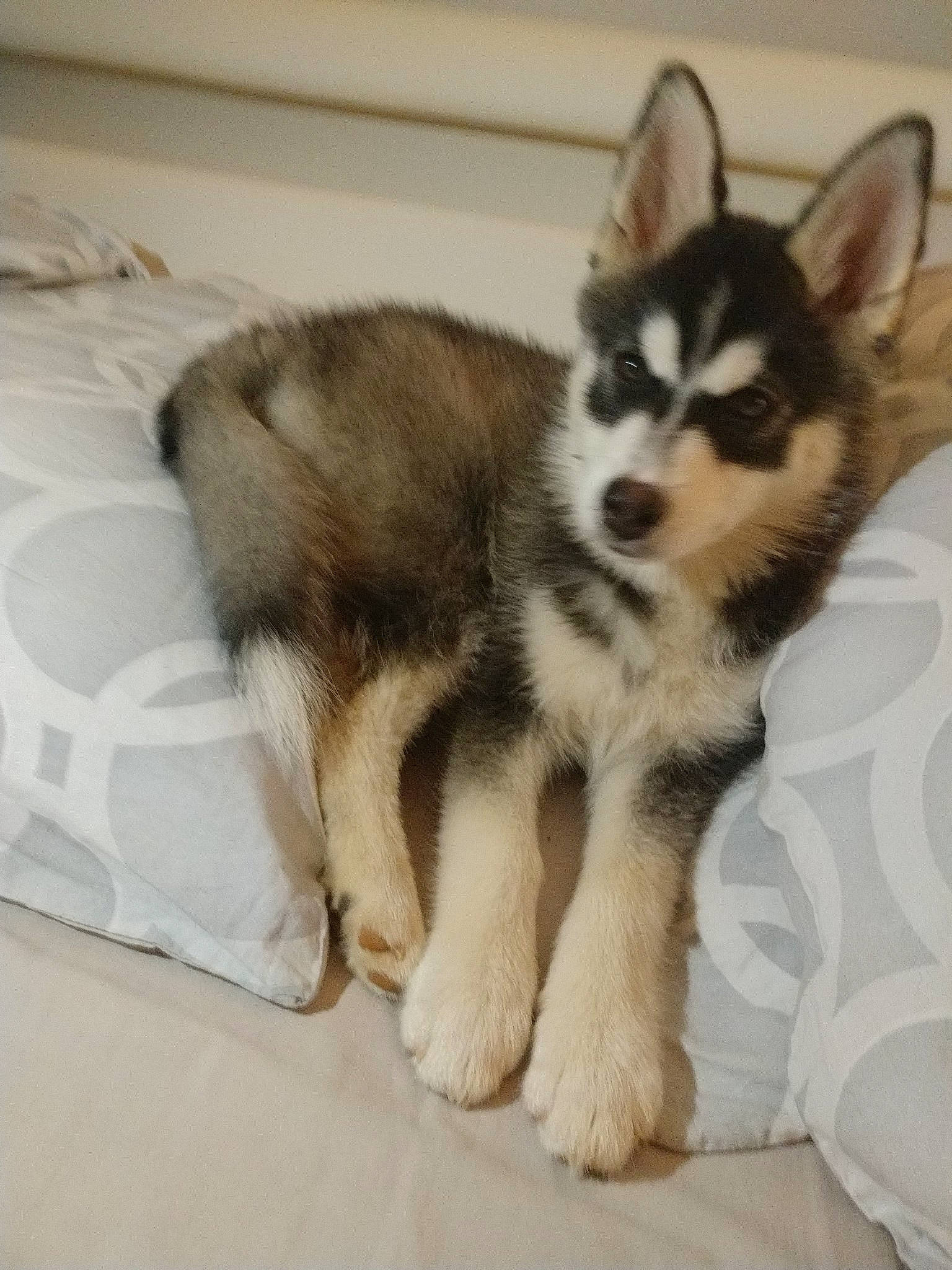 Pixy a rejoint le concours — aidez-le/la à gagner de superbes lots ! alaskan_klee_kai, alaskan_malamute, canadian_eskimo_dog, canidae, carnivore, dog, dog_breed, labrador_husky, mammal, miniature_siberian_husky, native_american_indian_dog, northern_inuit_dog, puppy, sakhalin_husky, seppala_siberian_sleddog, siberian_husky, sled_dog, tamaskan_dog, vertebrate, wolfdog