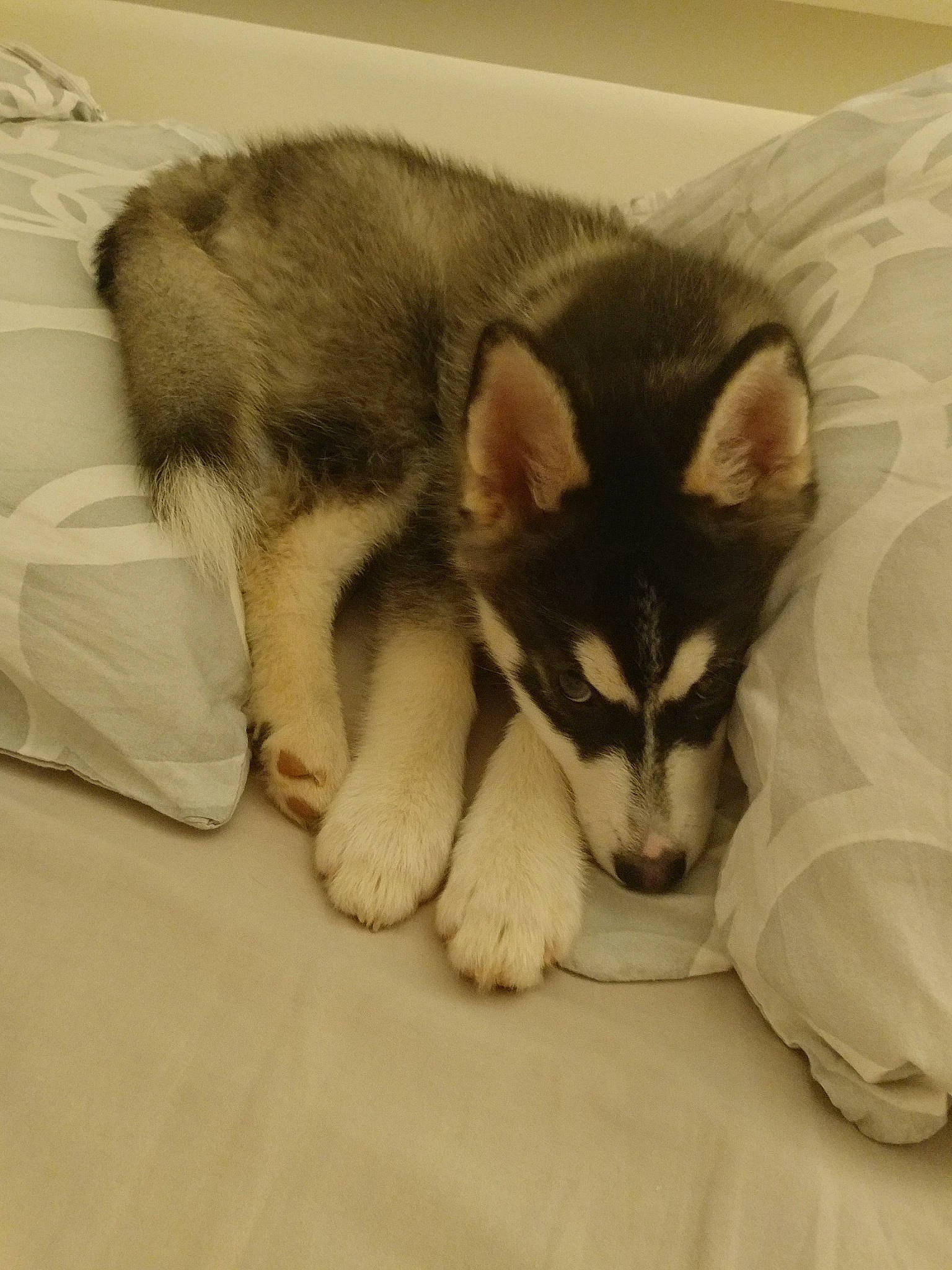 Pixy a rejoint le concours — aidez-le/la à gagner de superbes lots ! alaskan_klee_kai, alaskan_malamute, canadian_eskimo_dog, canidae, carnivore, dog, dog_breed, finnish_lapphund, labrador_husky, mammal, miniature_siberian_husky, native_american_indian_dog, northern_inuit_dog, puppy, sakhalin_husky, siberian_husky, sled_dog, snout, vertebrate, wolfdog