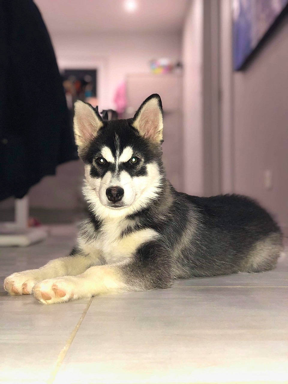 Pixy a rejoint le concours — aidez-le/la à gagner de superbes lots ! art, canidae, canis, carnivore, companion_dog, dog, dog_breed, flooring, fur, siberian_husky, sitting, sled_dog, snout, sporting_group, tail, terrestrial_animal, whiskers, wildlife, working_animal, working_dog