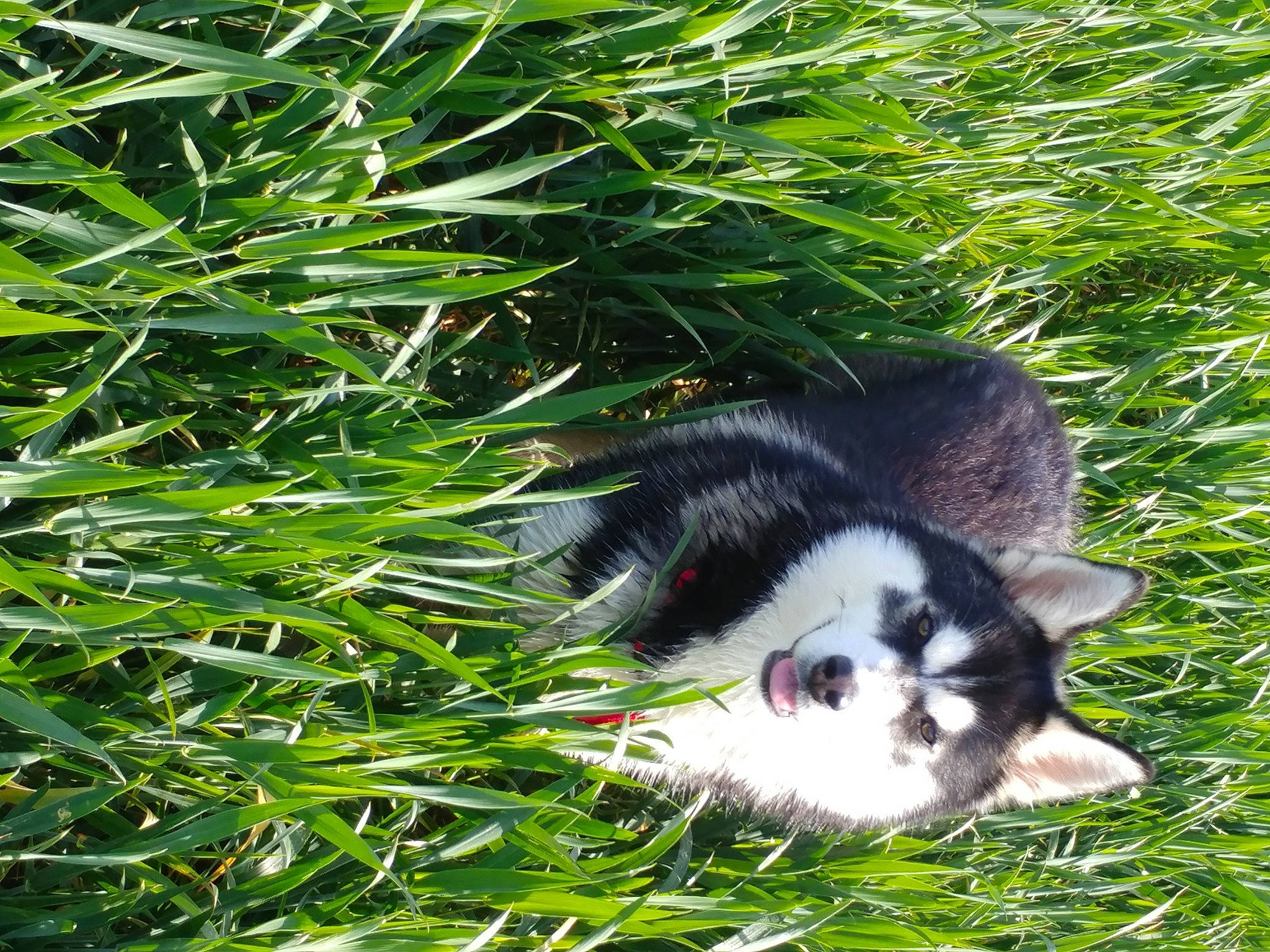 Pixy a rejoint le concours — aidez-le/la à gagner de superbes lots ! canidae, carnivore, companion_dog, conifer, dog_breed, domestic_short_haired_cat, evergreen, felidae, fur, grass, groundcover, miniature_siberian_husky, plant, small_to_medium_sized_cats, sporting_group, tail, terrestrial_animal, terrestrial_plant, whiskers, working_dog