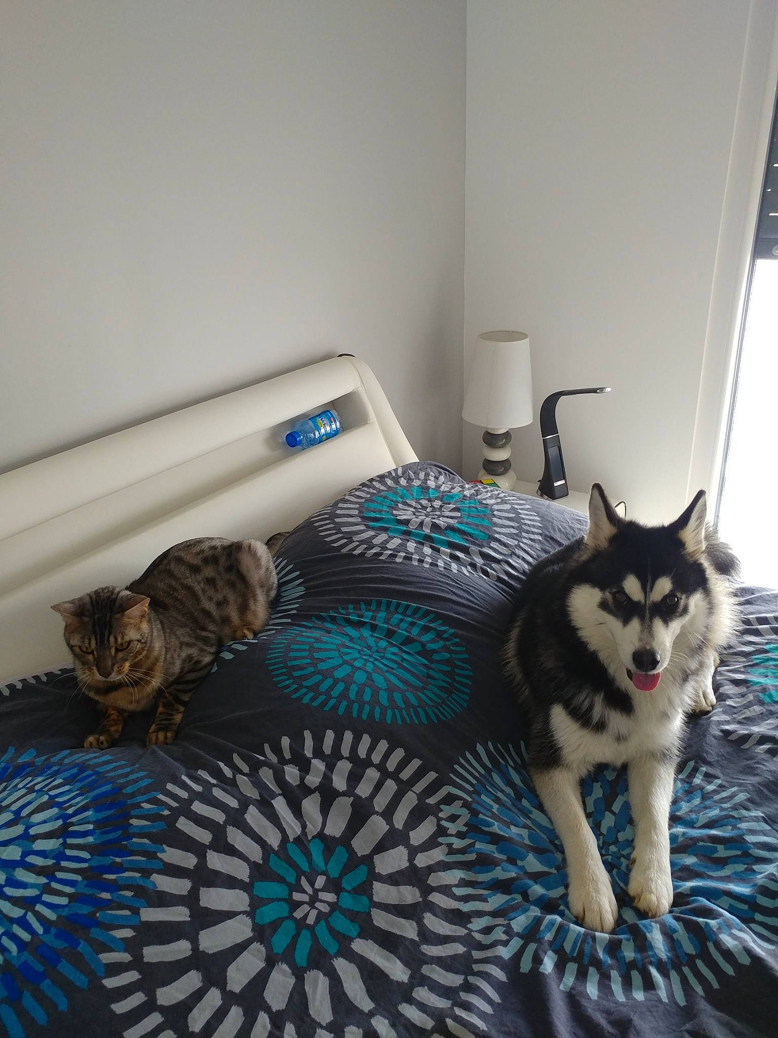 Mistral participe au concours pour gagner de l'argent avec cette photo : alaskan_malamute, bed, canidae, carnivore, cat, dog, dog_breed, floor, flooring, furniture, house, room, siberian_husky, tile, wolfdog