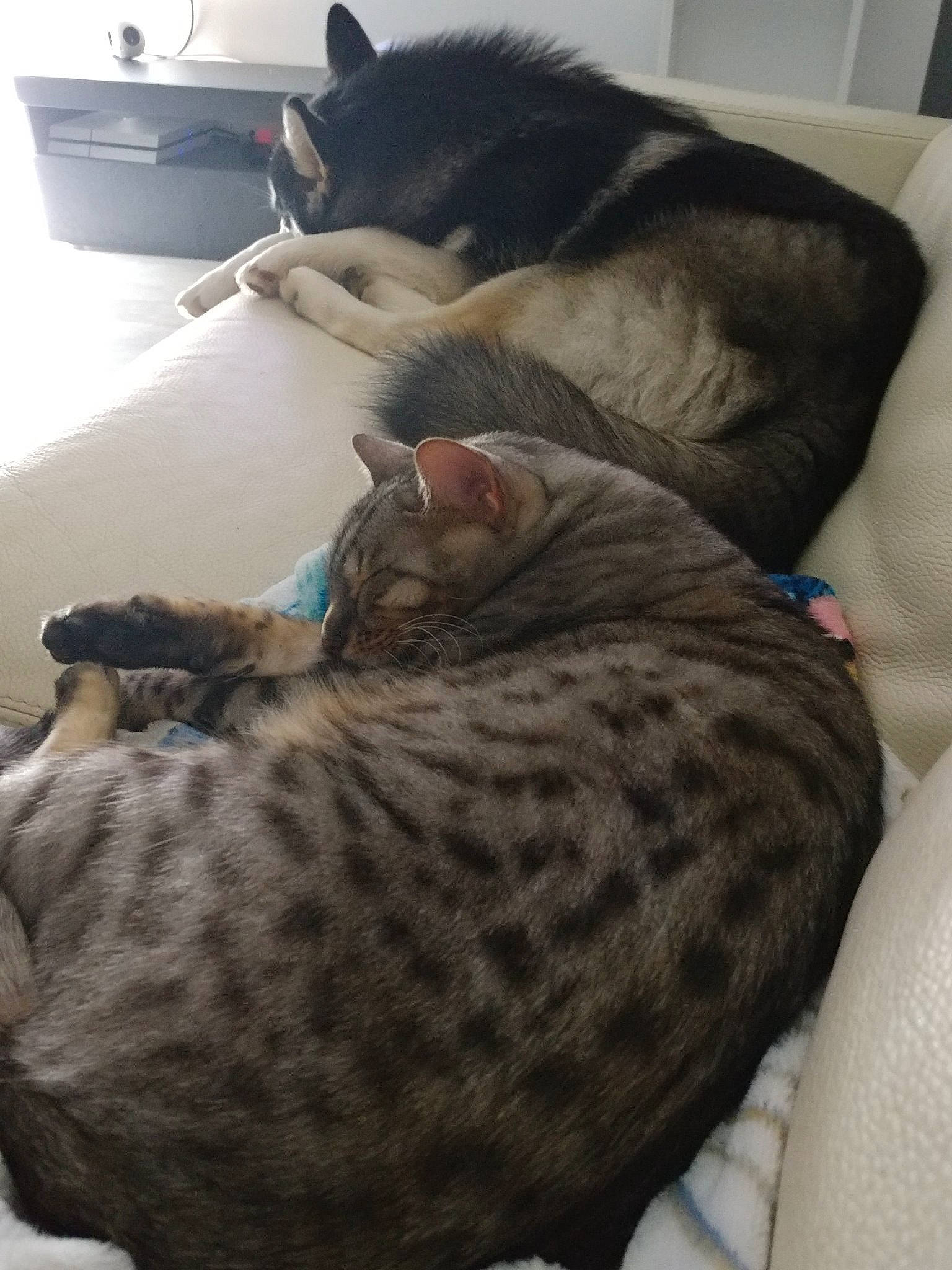 Mistral participe au concours pour gagner de l'argent avec cette photo : carnivore, cat, comfort, domestic_short_haired_cat, dragon_li, egyptian_mau, european_shorthair, felidae, fur, kitten, nap, ocicat, small_to_medium_sized_cats, tabby_cat, whiskers