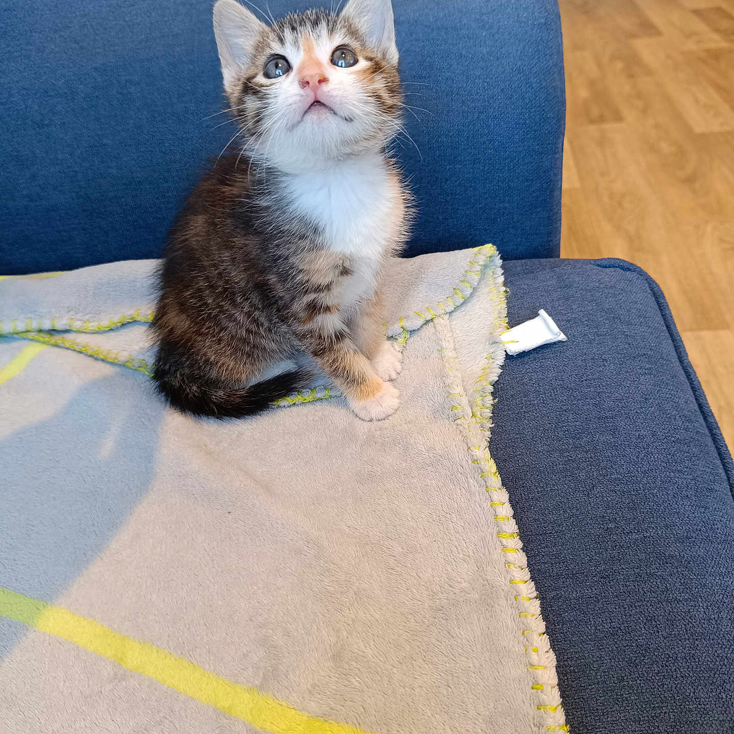 Luna participe au concours pour gagner de l'argent avec cette photo : blanket, blue_sofa, cat, curious, cute, domestic_cat, floor, fur, home, indoor, kitten, looking_up, paws, pet, seated, small_animal, sofa, whiskers, wood_floor, young_animal