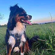 Aïka a rejoint le concours — aidez-le/la à gagner de superbes lots ! dog, animal, outdoor, grass, field, sky, blue_sky, harness, tongue_out, happy, nature, pet, canine, fur, sitting, greenery, daylight, portrait, muzzle, ears