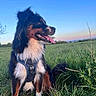 dog, animal, outdoor, grass, field, sky, blue_sky, harness, tongue_out, happy, nature, pet, canine, fur, sitting, greenery, daylight, portrait, muzzle, ears