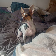 Teisha Martinez is registered to the contest to win money with this photo: animal, bed, black, blanket, brown, comfortable, cozy, curious, dog, ears, fur, home, indoors, pet, pillow, resting, sitting, small_dog, soft_light, white