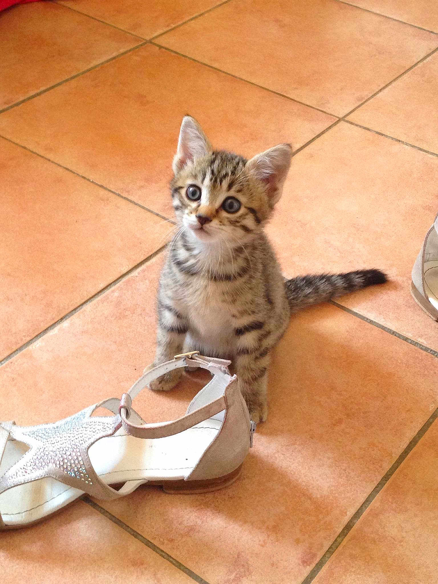Tigrou