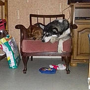 Nessie participe au concours pour gagner de l'argent avec cette photo : animal, architecture, building, canine, chair, computerhardware, couch, dog, electronics, furniture, hardware, husky, indoors, livingroom, monitor, pet, photoframe, room, screen, tv