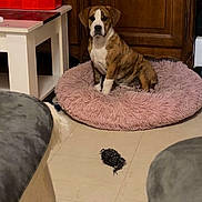 Abby participe au concours pour gagner de l'argent avec cette photo : dog, puppy, pet_bed, fluffy_bed, indoor, wooden_cabinet, white_table, tiled_floor, brindle_coat, brown_and_white, small_object, grey_furniture, living_room, household, furniture, floor, animal, sitting, cute, domestic