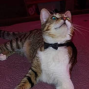 Danger is registered to the contest to win money with this photo: animal, bed, bow_tie, cat, close_up, collar, curious, cute, domestic_cat, feline, fur, indoor, looking_up, paws, pet, quilted_bedspread, relaxed, striped, tabby, whiskers
