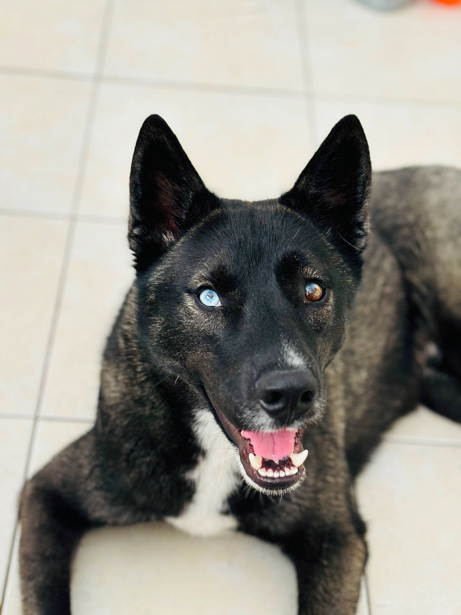 Néo participe au concours pour gagner de l'argent avec cette photo : canidae, carnivore, collar, companion_dog, dog, dog_breed, fur, herding_dog, non_sporting_group, snout, sporting_group, tail, terrestrial_animal, whiskers, working_animal, working_dog