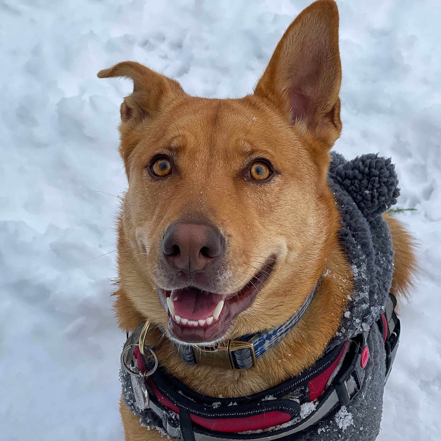 Mary Jane joined the competition — help win amazing prizes! accessories, animal, bodypart, canine, clothing, dog, hound, husky, labradorretriever, leash, mouth, nature, outdoors, person, pet, policedog, puppy, snout, snow, strap