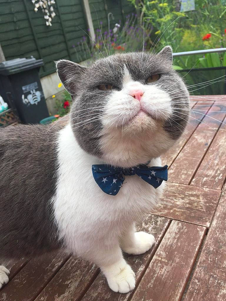 Mr. Business joined the competition — help win amazing prizes! aegean_cat, american_wirehair, asian, bow_tie, carnivore, cat, domestic_short_haired_cat, european_shorthair, fashion_accessory, felidae, fur, plant, polydactyl_cat, small_to_medium_sized_cats, snout, tail, tie, whiskers