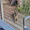 Nikus participe au concours pour gagner de l'argent avec cette photo : cat, tabby_cat, wooden_deck, outdoor, plants, garden, chair, relaxed, stretching, pet, animal, feline, sunlight, nature, wood, home, backyard, daytime, resting, domestic_animal
