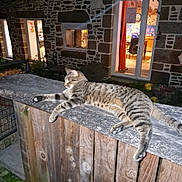 Nikus participe au concours pour gagner de l'argent avec cette photo : cat, tabby, fence, wood, night, stone_house, window, door, light, relaxed, outdoor, animal, pet, resting, home, cozy, quiet, evening, domestic, sleepy